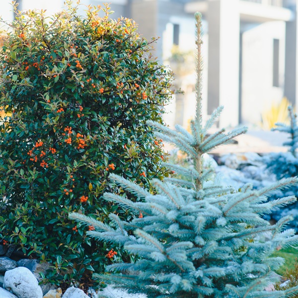 Massachusetts-Native Trees and Shrubs